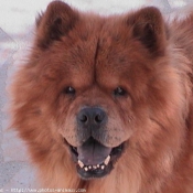 Photo de Chow chow