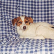 Photo de Fox terrier  poil dur