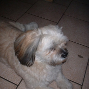 Photo de Lhassa apso