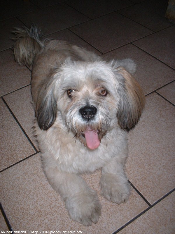 Photo de Lhassa apso