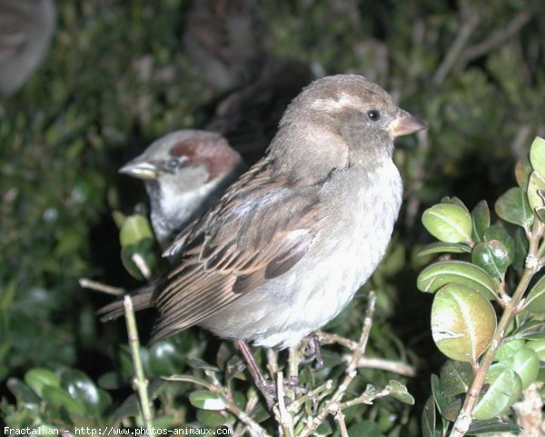 Photo de Moineau