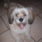 Photo de Lhassa apso