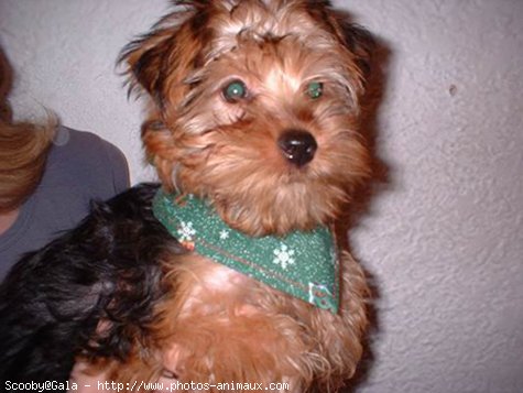 Photo de Yorkshire terrier