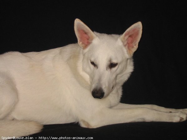 Photo de Berger blanc suisse