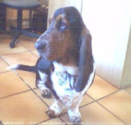 Photo de Basset hound