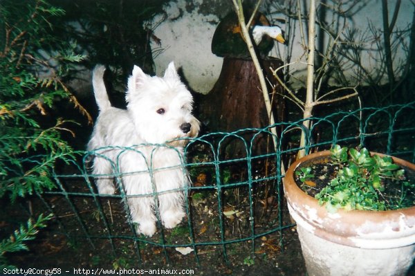 Photo de West highland white terrier