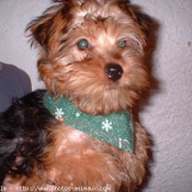 Photo de Yorkshire terrier