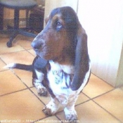 Photo de Basset hound