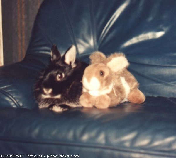 Photo de Lapin