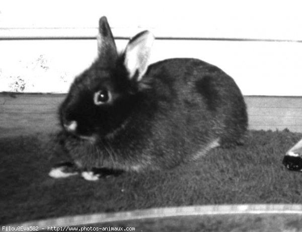 Photo de Lapin