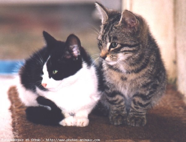 Photo de Chat domestique