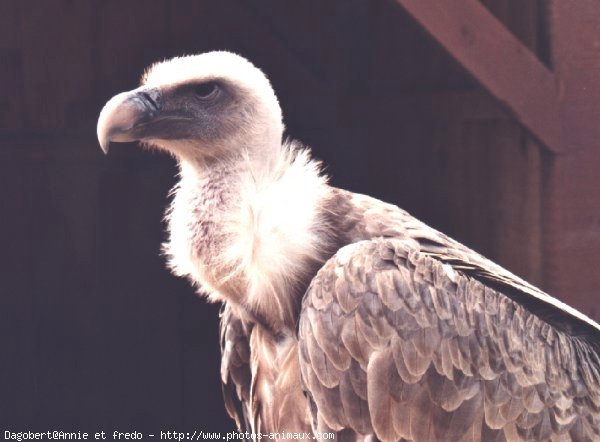 Photo de Vautour de rppell