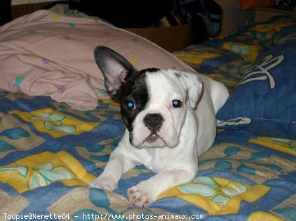 Photo de Bouledogue franais