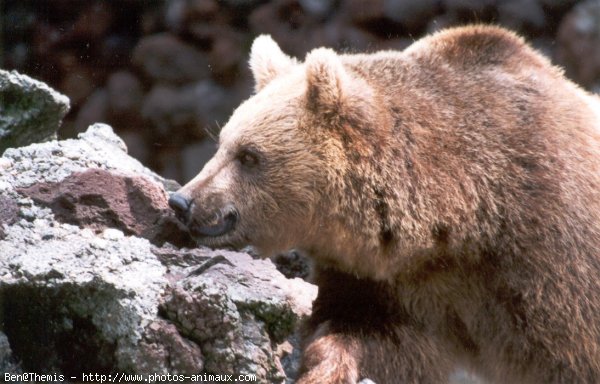 Photo d'Ours