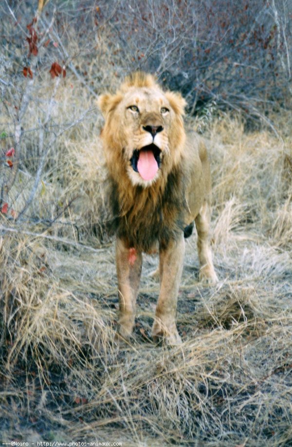 Photo de Lion