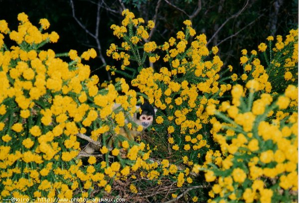 Photo de Singe