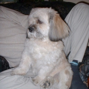 Photo de Lhassa apso