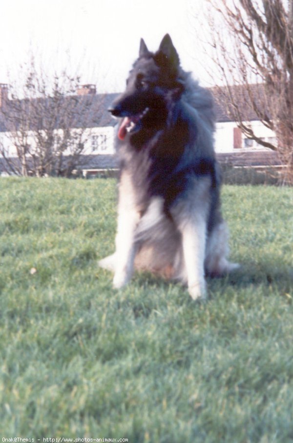 Photo de Berger belge tervueren