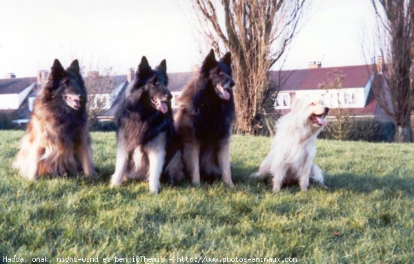 Photo de Races diffrentes