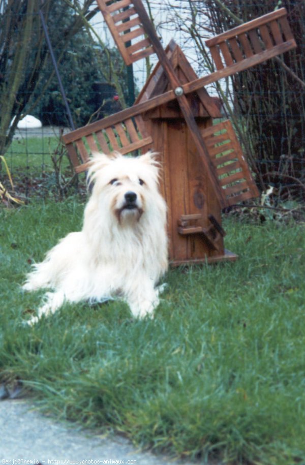 Photo de Chien de berger des pyrenes  poil long