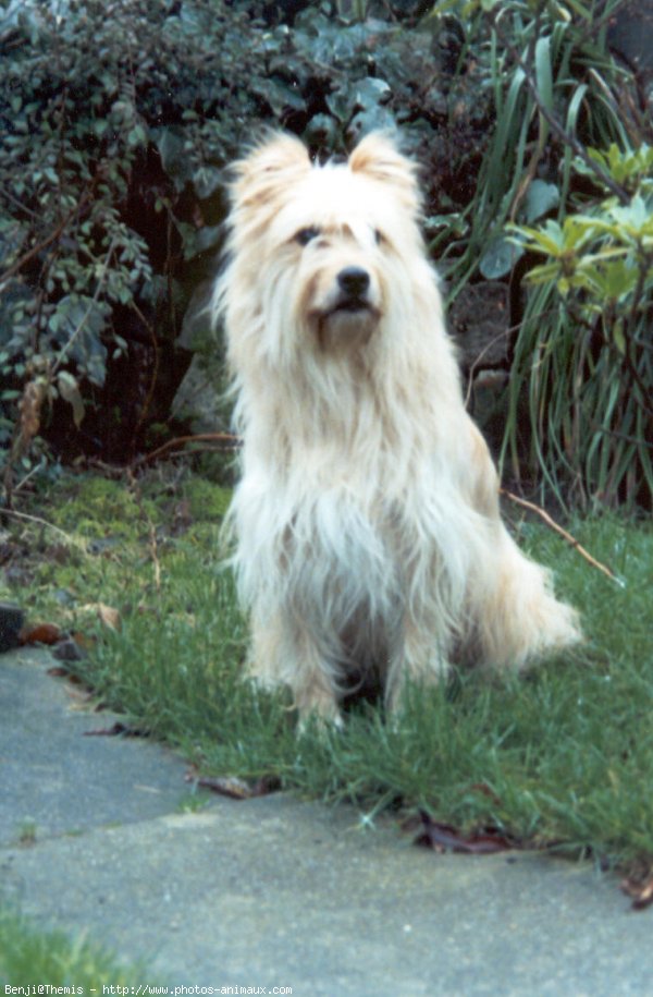 Photo de Chien de berger des pyrenes  poil long