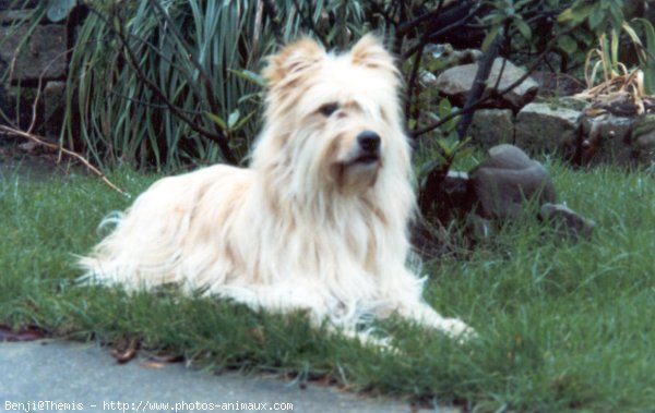 Photo de Chien de berger des pyrenes  poil long