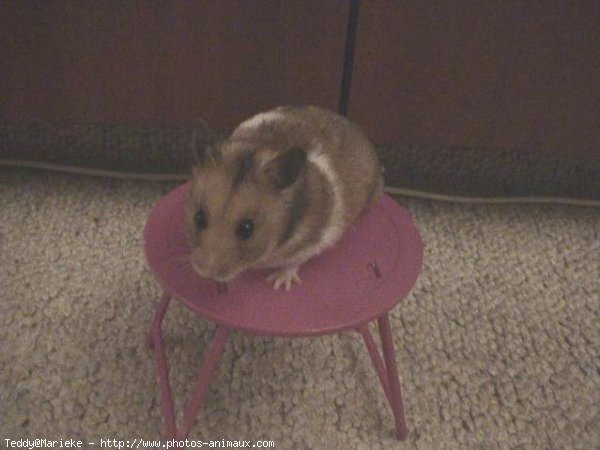 Photo de Hamster