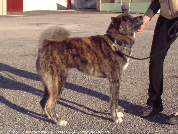 Photo d'Akita inu