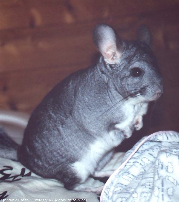 Photo de Chinchilla