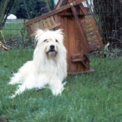 Photo de Chien de berger des pyrenes  poil long