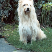 Photo de Chien de berger des pyrenes  poil long