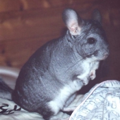 Photo de Chinchilla