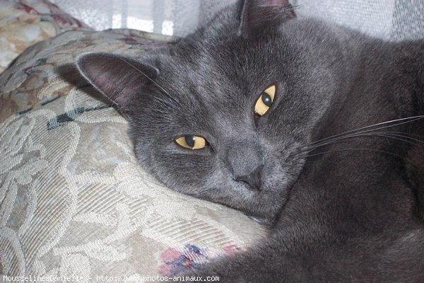 Photo de Chartreux