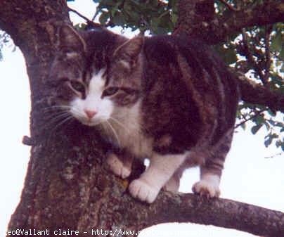 Photo de Chat domestique