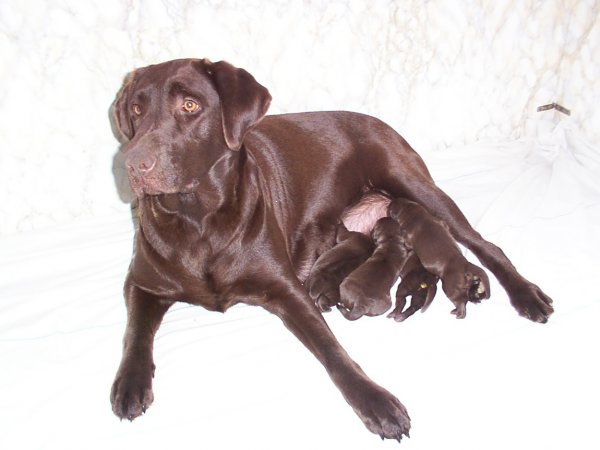 Photo de Labrador retriever