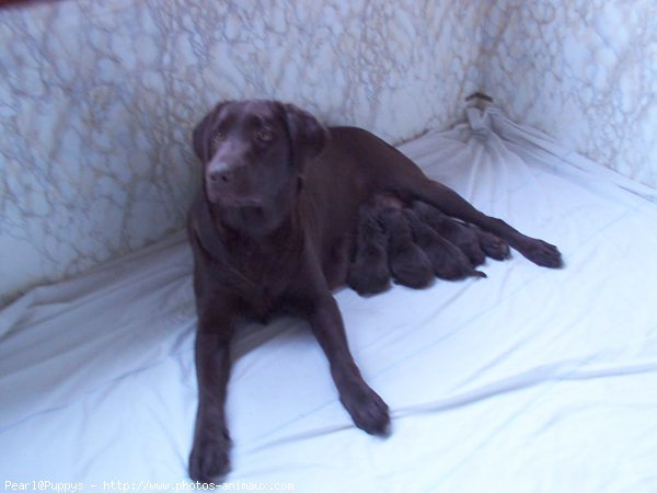 Photo de Labrador retriever