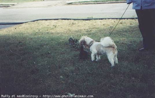 Photo de Races diffrentes