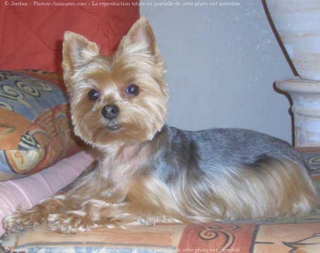 Photo de Yorkshire terrier