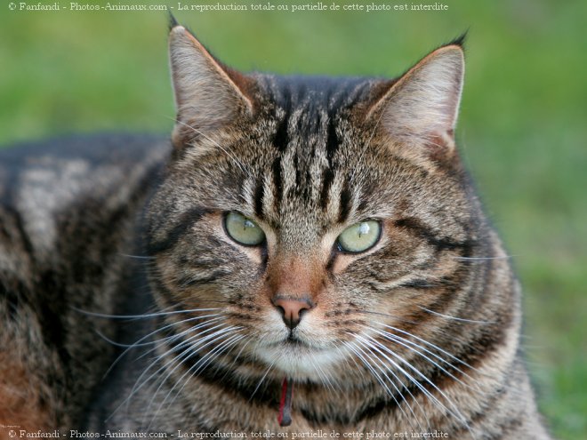 Photo de Chat domestique