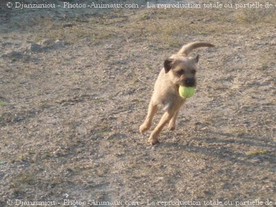 Photo de Border terrier