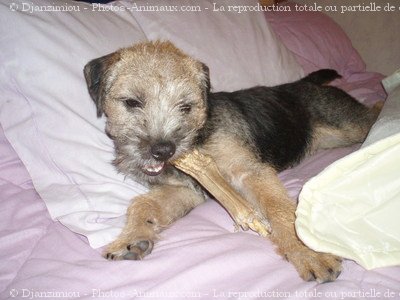 Photo de Border terrier