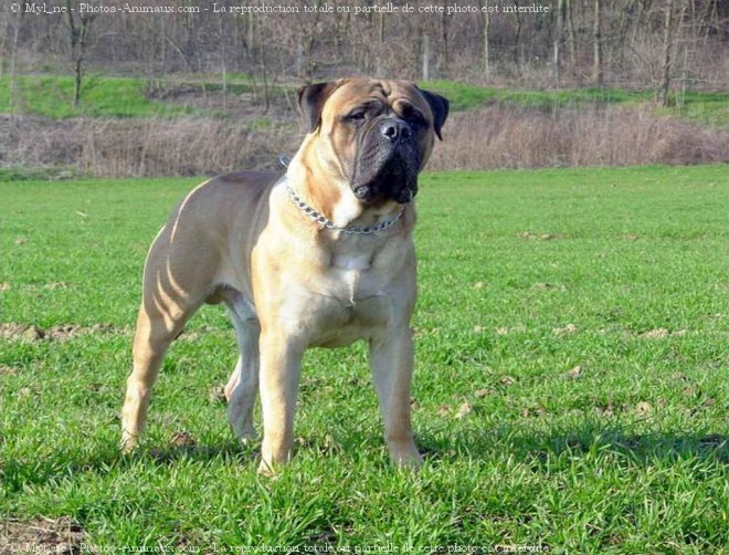 Photo de Bullmastiff