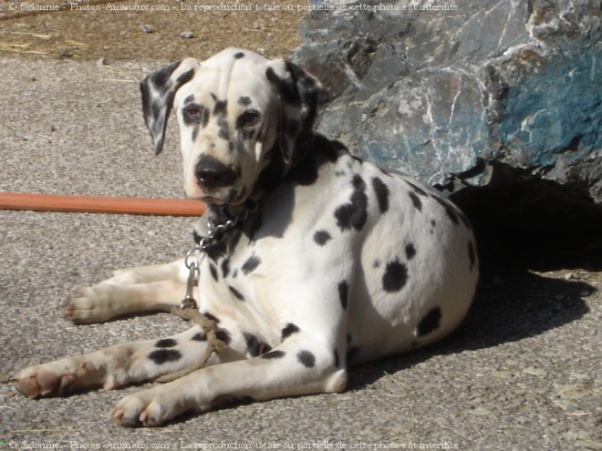 Photo de Dalmatien