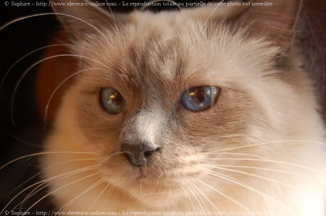 Photo de Sacr de birmanie