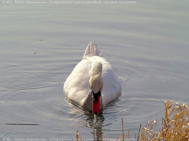 Photo de Cygne