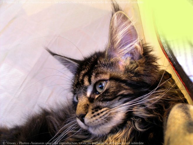 Photo de Maine coon