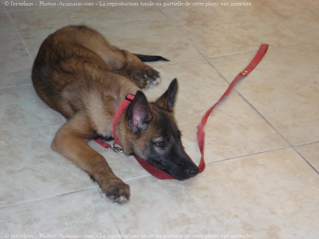 Photo de Berger belge malinois