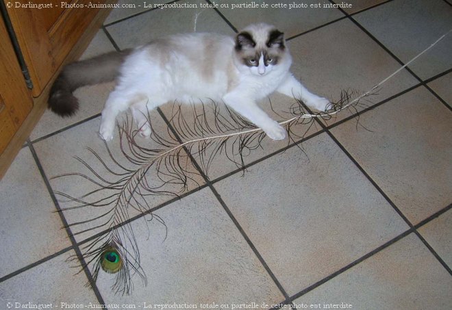 Photo de Ragdoll