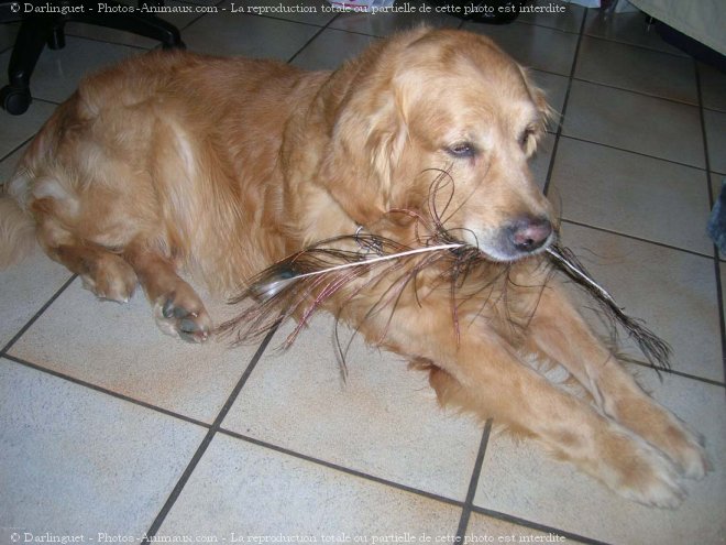 Photo de Golden retriever