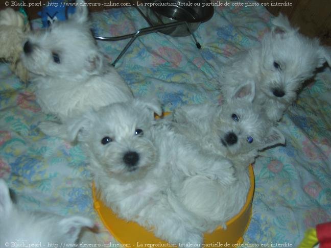 Photo de West highland white terrier